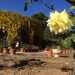Una rosa gialla sullo sfondo di bignonia